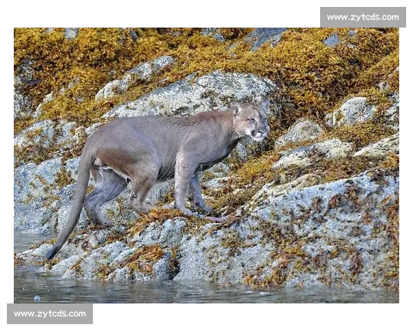 拉姆塞与纳瓦斯加盟美洲狮,重塑墨西哥足坛格局 拉姆塞与纳瓦斯加盟美洲狮,重塑墨西哥足坛格局